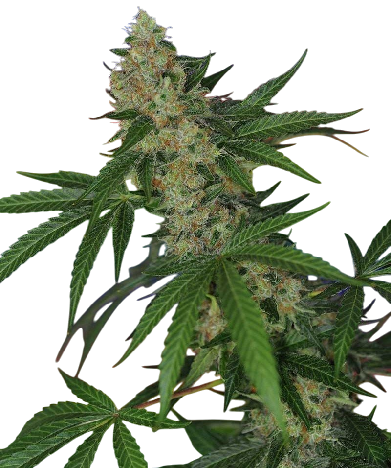 Jillybean cannabis