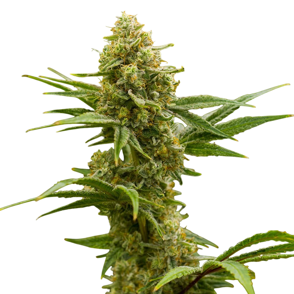 Lemon Tree Cannabis Lemon Tree Cannabis