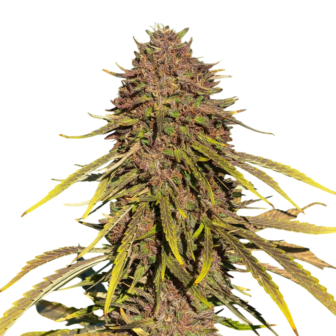 Rainbow Sherbet cannabis Rainbow Sherbet cannabis
