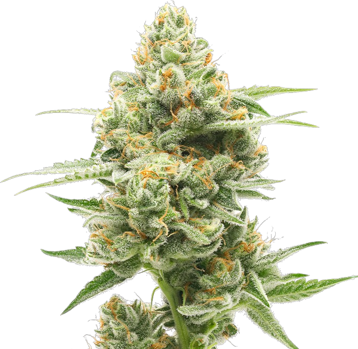Sour Chem cannabis Sour Chem cannabis