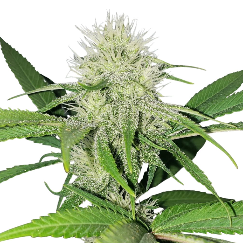 Zweet Insanity cannabis Zweet Insanity cannabis