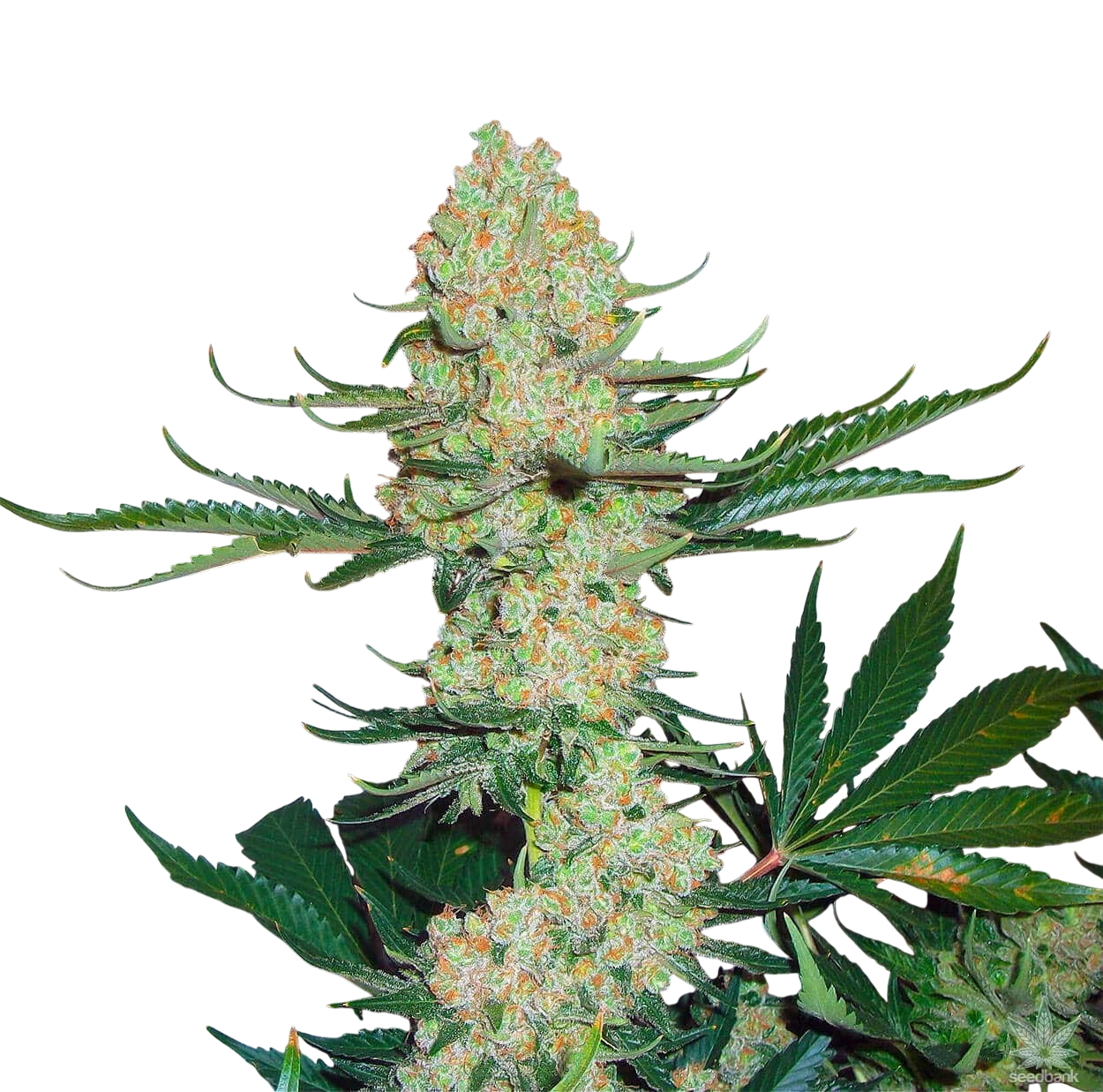 3 Kings cannabis