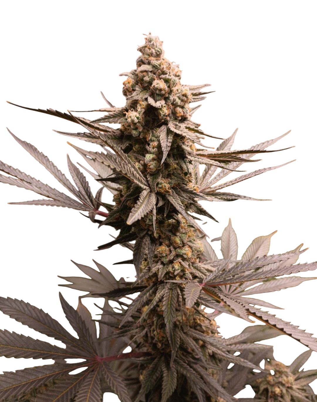 Birthday Cake cannabis