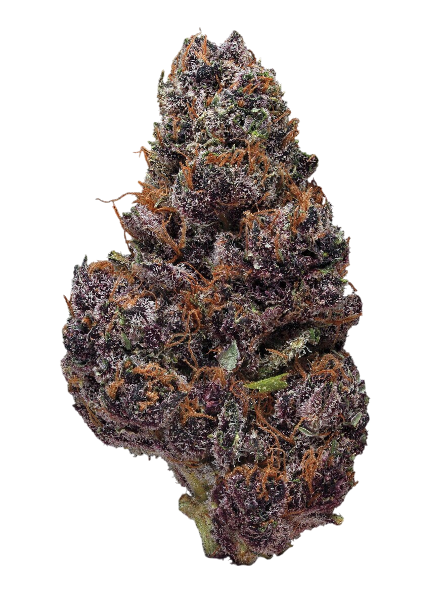 Black Cherry Punch cannabis