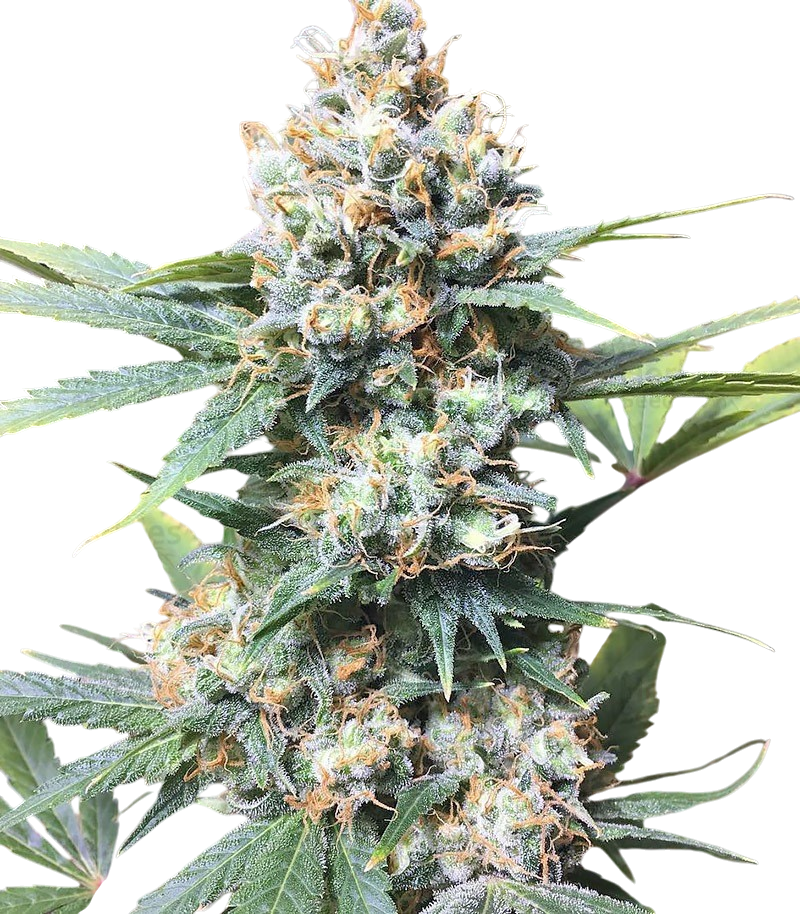 Bubblegum Diesel Cannabis