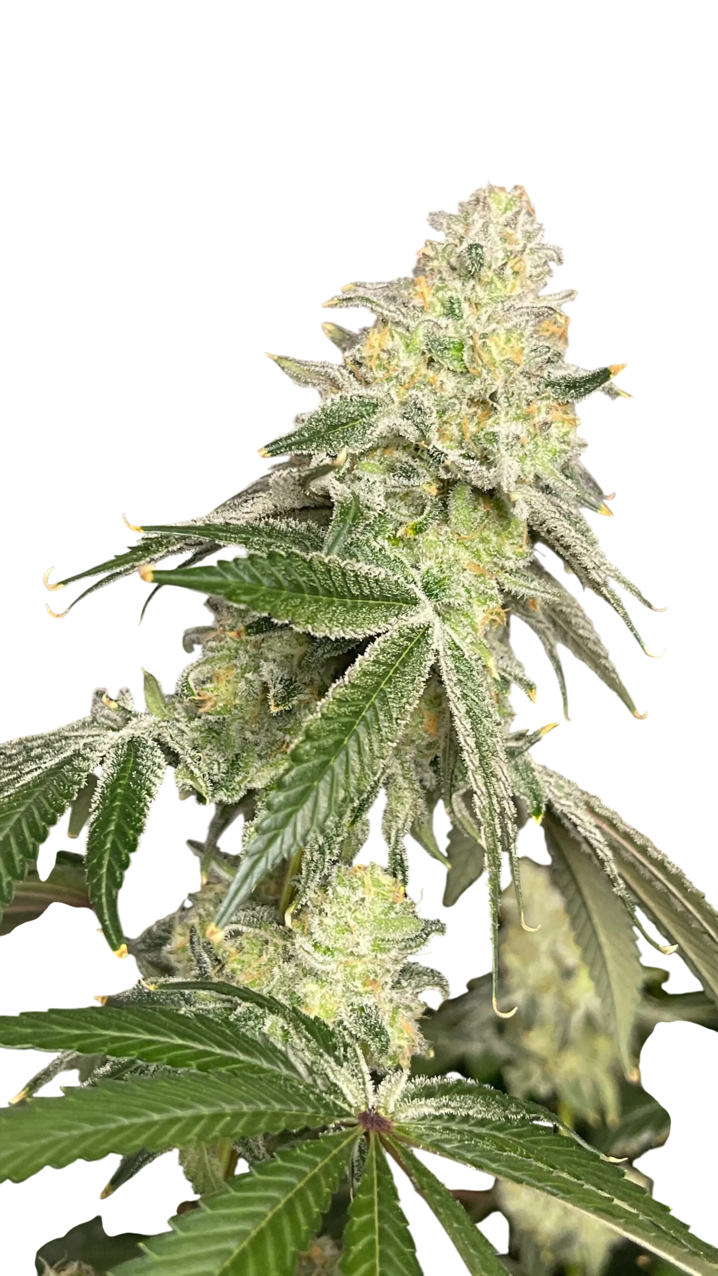 Cap Junky cannabis Cap Junky cannabis