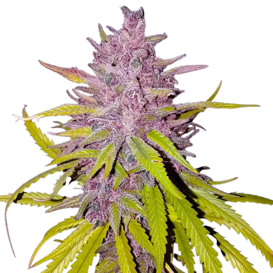 Cream Caramel cannabis