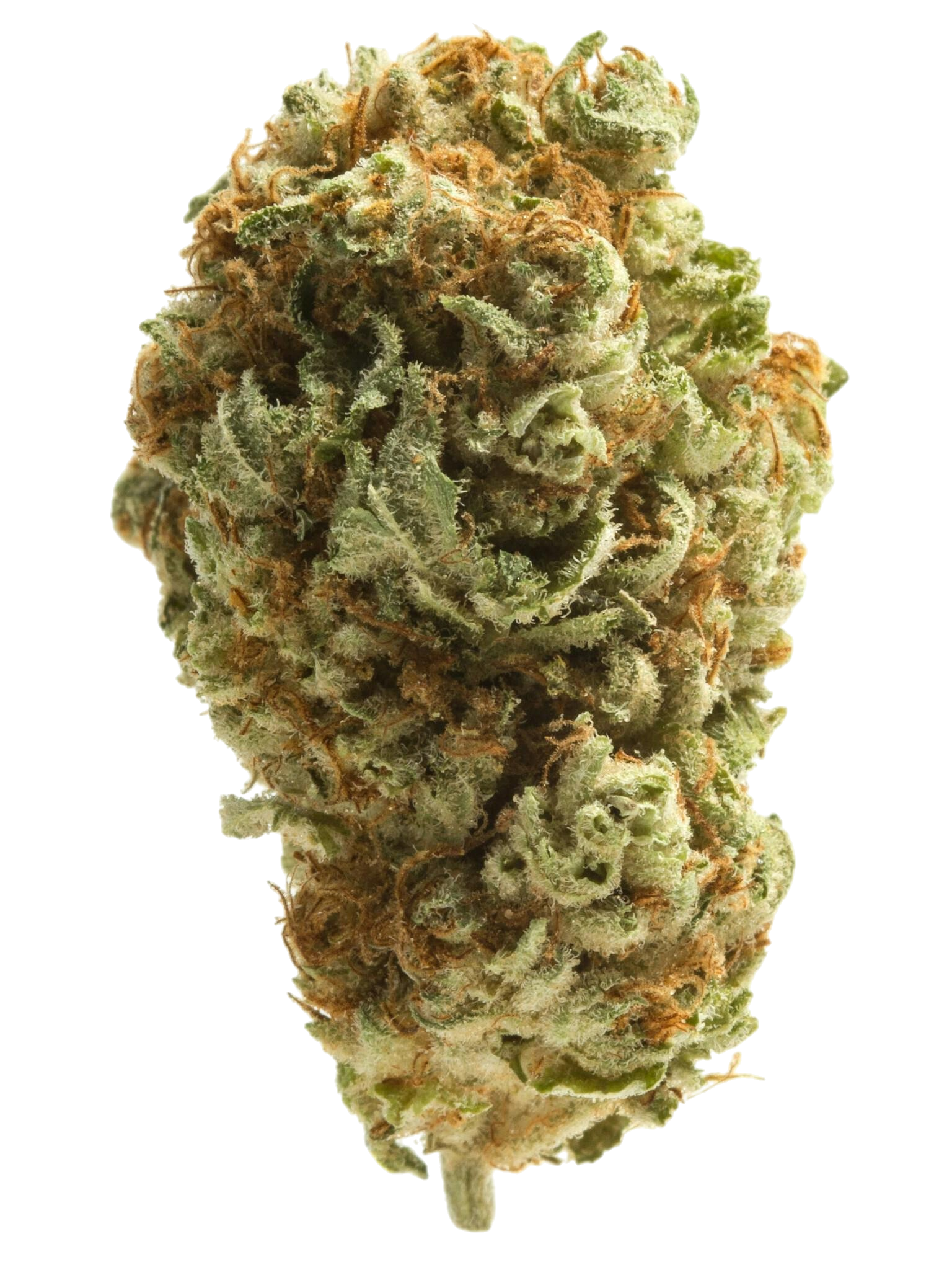 Mazar Cannabis Mazar Cannabis