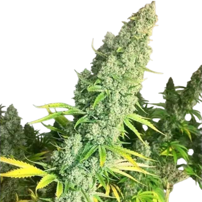 Oreoz cannabis