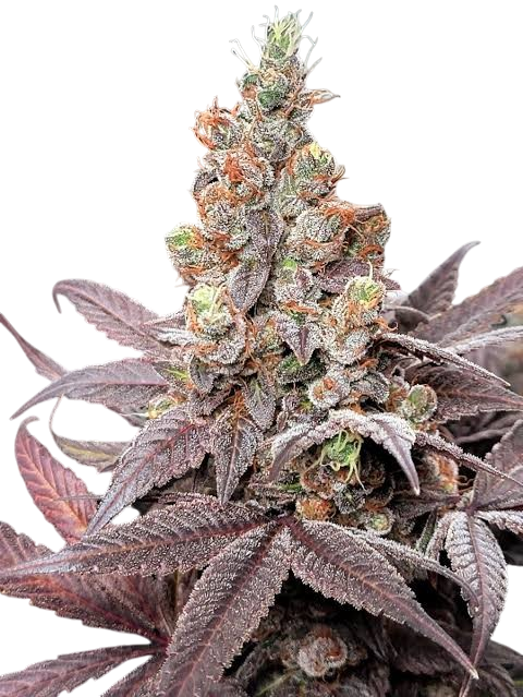 Platinum GSC Cannabis