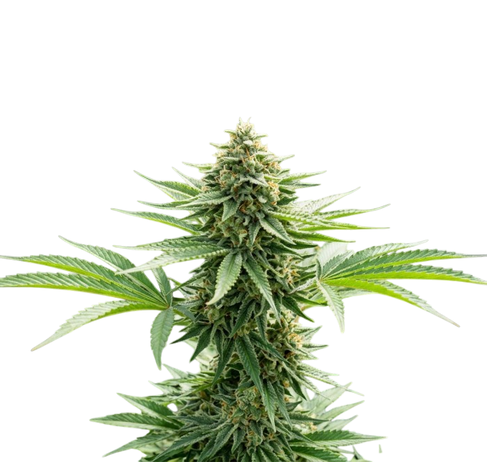 Ringo's Gift (CBD) cannabis Ringo's Gift (CBD) cannabis