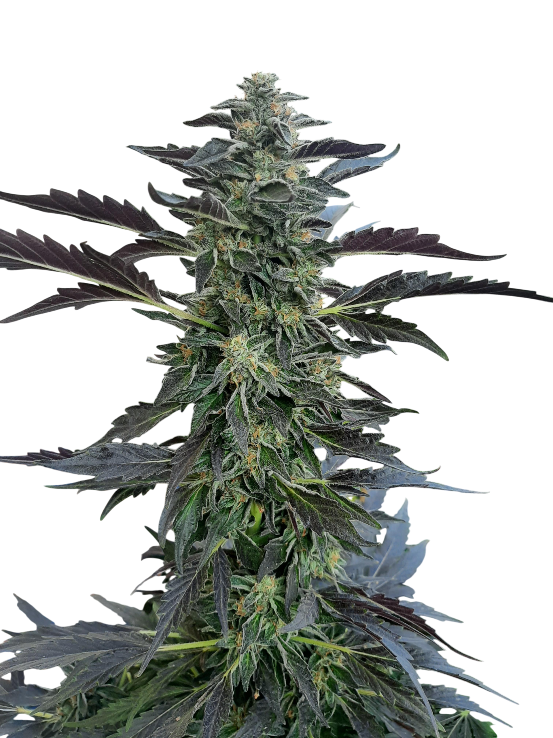 Thin Mint GSC cannabis Thin Mint GSC cannabis