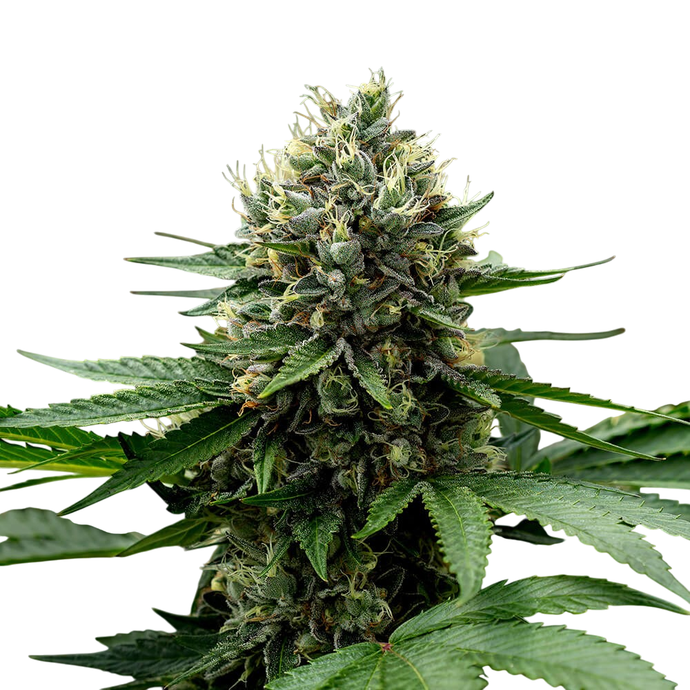 Apples & Bananas cannabis