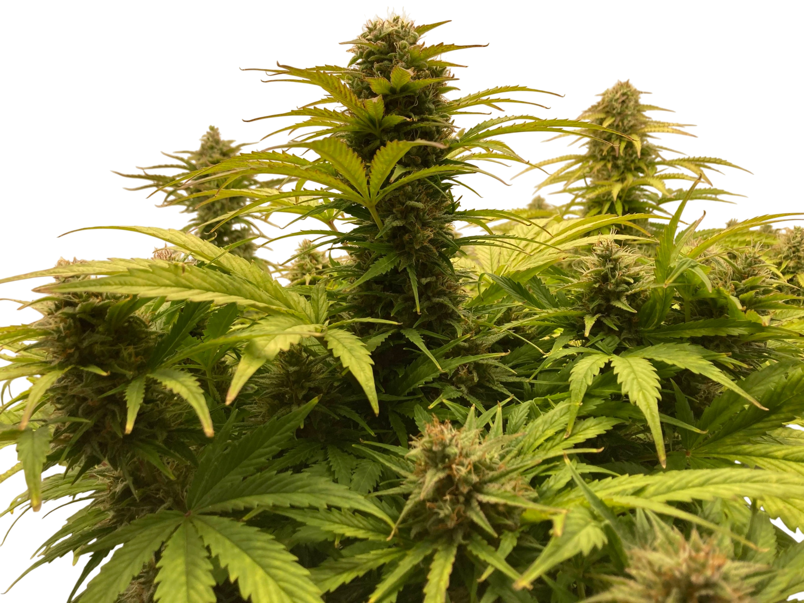 HulkBerry cannabis